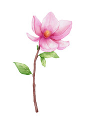 Watercolor magnolia isolated. Hand drawn pink flower for greeting cards, invitations. Botanical hand painted illustration