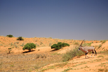 Kgalagadi Transfrontier Park one of the great parks of South Africa wildlife and hospitality in the Kalahari desert