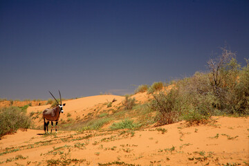 Naklejka premium oryx kgalagadi Transfrontier Park one of the great parks of South Africa wildlife and hospitality in the Kalahari desert