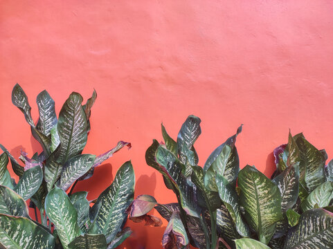 Dieffenbachia or sri rejeki ornamental plant is one type of ornamental plant that has poisonous sap with an orange wall background
