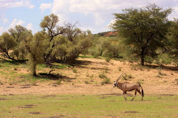 Kgalagadi Transfrontier Park one of the great parks of South Africa wildlife and hospitality in the Kalahari desert