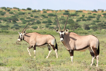orix Kgalagadi Transfrontier Park one of the great parks of South Africa wildlife and hospitality...