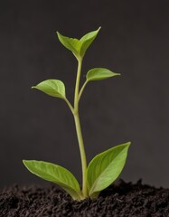 plant growing from soil