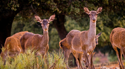 Red Deer, Cervus elaphus, Rutting Season, Monfragüe National Park, SPA, ZEPA, Biosphere Reserve,...