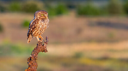 Little Owl, Athene noctua, Mediterranean Forest, Castilla y Leon, Spain, Europe