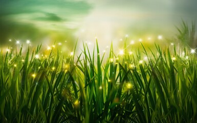 Obraz premium Closeup of green grass with a light effect and bokeh blur illuminated by shiny sunlight.
