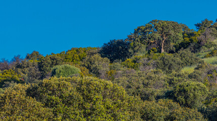Mediterranean Forest Landscape, Castilla La Mancha, Spain, Europe