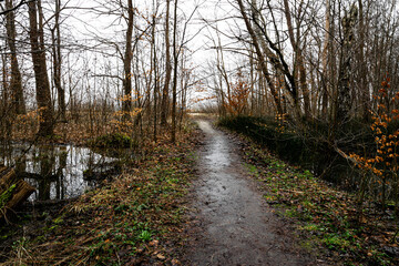 Dirt trail in the swamp and winter forest