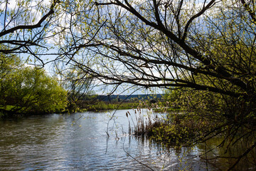 Flowers bloom in spring, blue sky and white clouds are reflected in the lake