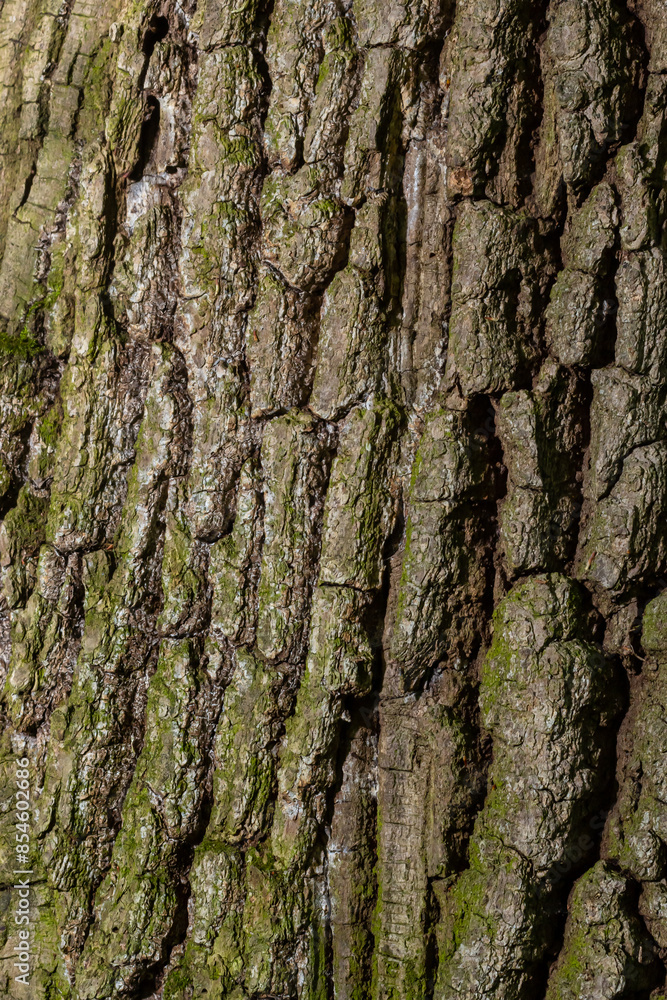 Poster old wood tree texture background pattern