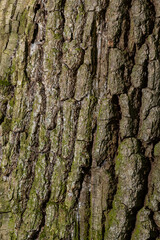 Old Wood Tree Texture Background Pattern