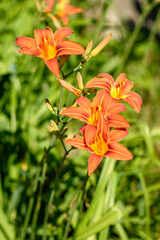 Obraz premium orange lily flower