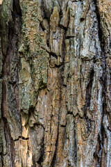 Old Wood Tree Texture Background Pattern