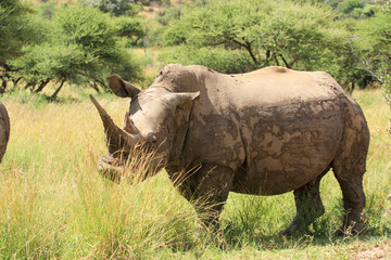 Obraz premium white rino Kgalagadi Transfrontier Park one of the great parks of South Africa wildlife and hospitality in the Kalahari desert