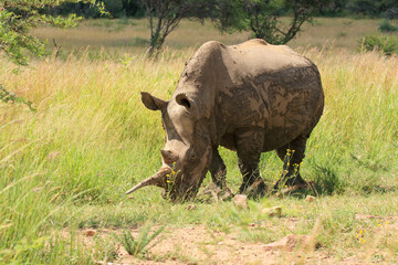 Obraz premium rino kgalagadi Transfrontier Park one of the great parks of South Africa wildlife and hospitality in the Kalahari desert