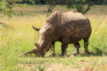 white rino Kgalagadi Transfrontier Park one of the great parks of South Africa wildlife and hospitality in the Kalahari desert