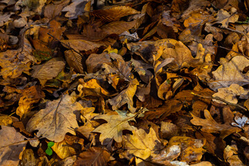 Seamless pattern autumn golden leaves make a bright carpet on the ground