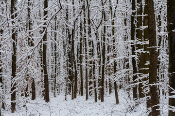 Temperate, deciduous forest with snow covered hornbeam Carpinus betulus trees