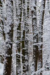 Fototapeta premium Temperate, deciduous forest with snow covered hornbeam Carpinus betulus trees