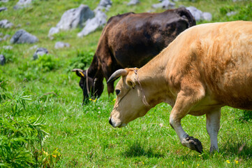 牛が高原で草を食む夏の風景