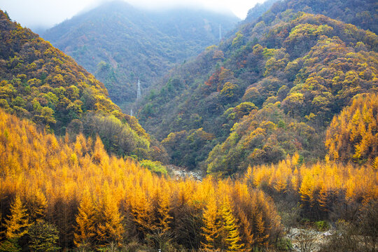 Autumn Red Leaf Scenery of Guangwu Mountain in Sichuan
