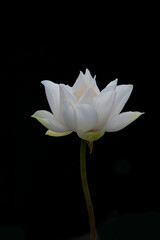 The beautiful white lotus and its leaf