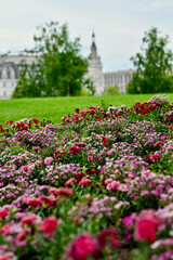 garden with flowers
