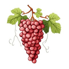 Fototapeta premium High-Quality Grapevine Vector Artwork with White Background