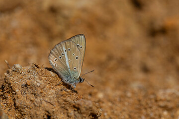 little butterfly taking minerals from the ground, Polyommatus eriwanensis