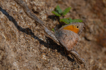 large butterfly collecting minerals on the ground, Caucasian Steppe Brown, Hyponephele zuvandica