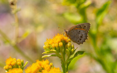 large brown butterfly on yellow flower, Lesser Lattice Brown, Esperarge clymene
