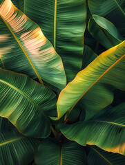 close up shot, plant in the forest garden,  banana leaf background textured,  micro tropical nature background