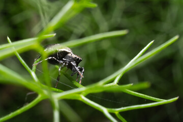 Jumping spider lurking on a wild fennel plant