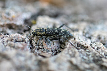 Aspen zebra beetle on the tree