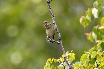 European greenfinch on a branch