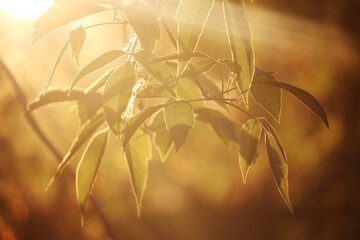 Sun rays coming through foliage at sunset time