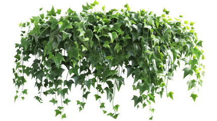 Fototapeta premium A lush and vibrant hanging ivy plant with cascading green leaves on a transparent background