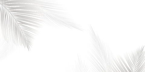 Soft shadows of palm leaves or coconut leaves and blurred. Shadows of tropical trees. copy space transparent background with png