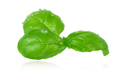 Flying basil leaves with water drops isolated on white background