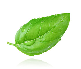 Single falling basil leaf with water drops isolated on white background