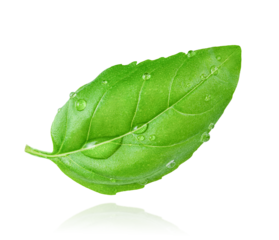 Single falling basil leaf with water drops isolated on white background