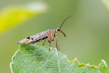 Scorpion fly