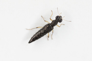 Water Skater Beetle (Stenus sp.). A tiny predatory beetle of the rove beetles family (Staphylinidae).