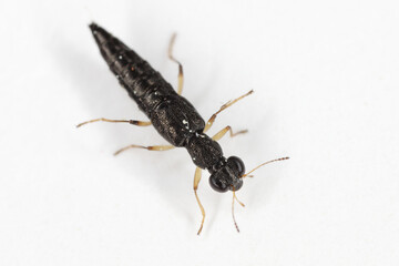 Water Skater Beetle (Stenus sp.). A tiny predatory beetle of the rove beetles family (Staphylinidae).