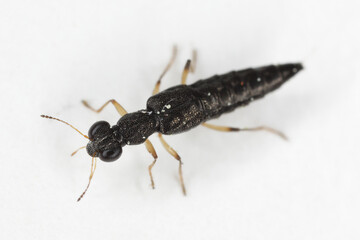 Water Skater Beetle (Stenus sp.). A tiny predatory beetle of the rove beetles family (Staphylinidae).