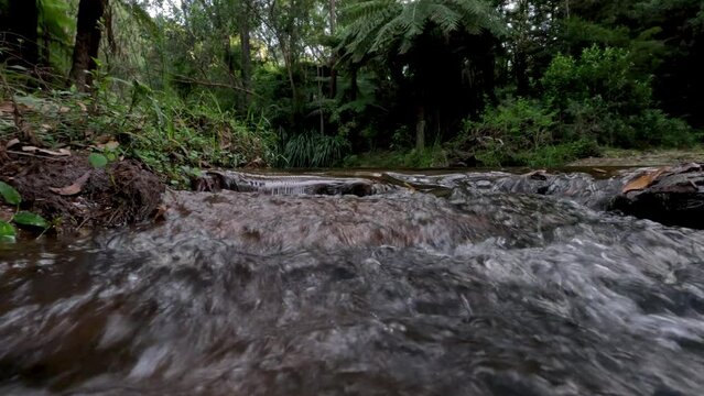Flowing Creek in Springbrook Forest
