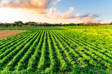 beautiful farmland landscape with green rows of plants and vegetables on a spring or summer farm and nice blue cloudy sky on background