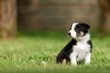 Adorable border collie puppy frolics in lush green grass, embodying the spirit of canine companionship.