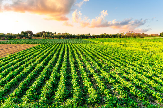 beautiful farmland landscape with green rows of plants and vegetables on a spring or summer farm and nice blue cloudy sky on background