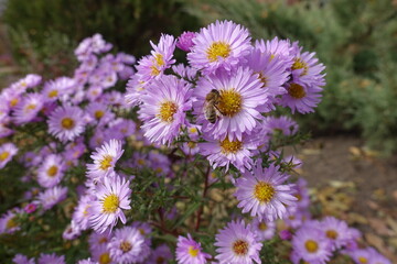 Macro of bee pollinating pink flowers of Michaelmas daisies in October